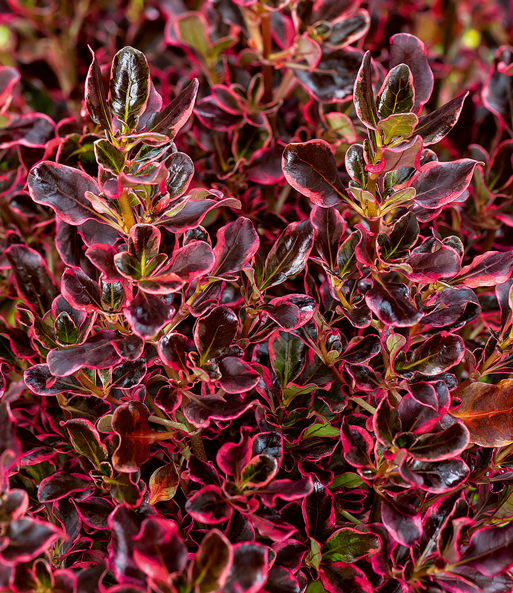 Immergrüne Coprosma 'Eclipse®'
