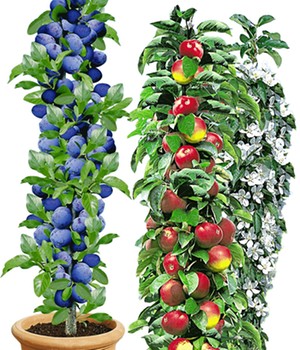 Säulen-Obst-Kollektion Apfel & Zwetschge
