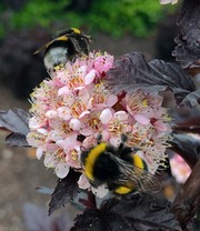 Physocarpus Fasanenspiere 'Panther®' im 2-Liter XL Topf