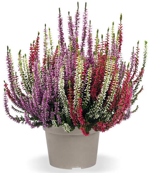 Calluna Knospenheide 'Gardengirls®' Tricolor, 13 cm-Topf