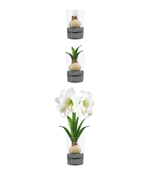 Amaryllis im Glas 'Weiße Intokazi'