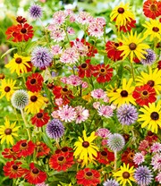 Stauden-Mix 'Flower Power'