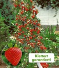 Kletter-Erdbeere 'Hummi®'