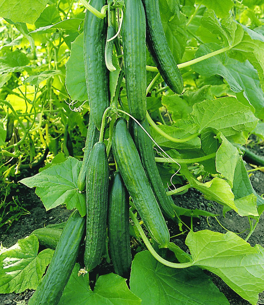 Viele lange, reife und veredelten Salatgurken 'Phönix' gedeihen nahe am Stamm in einem sonnigen Garten.