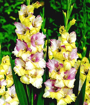 Riesen-Gladiole 'Mon Amour'