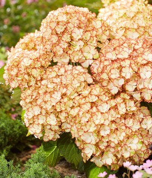 Hortensie 'Magical Creation®'