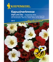 Kapuzinerkresse 'Night & Day'