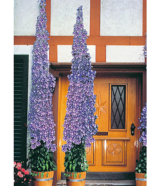 Winterharte Solidora® 'Blaue Aida®'