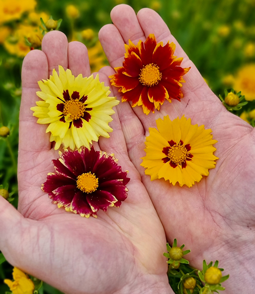 Coreopsis 'Solar® Mix'