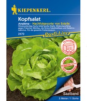 Kopfsalat 'Analena' Saatband