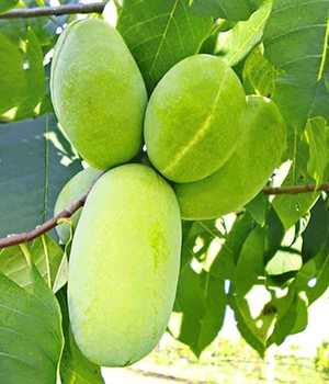 HÄBERLI'S Indianer-Banane® Prima®- veredelte Sorte