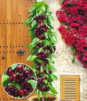 Säulenkirsche 'Garden Bing®'