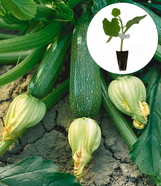 Veredelte Gemüse-Kollektion 'Ratatouille'