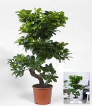 Zimmerbonsai Ficus 'Ginseng' ca. 50-60 cm hoch