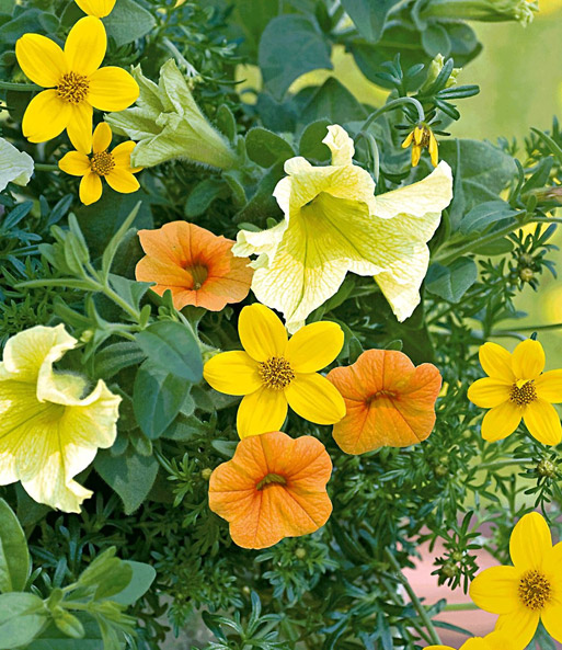 Trixi® 'Lemon Sorbet'