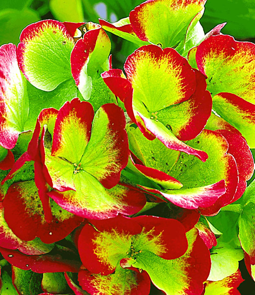Freiland-Hortensie Hovaria® 'Hobella'