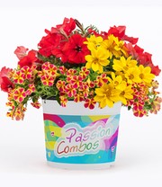 Sommerblumen-Mix 'Passion Combos Sunset'