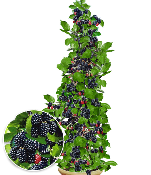 Die Säulen-Brombeere Navaho „Big&Early“ steht in einem Kübel und trägt viele reife Früchte.
