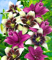 Lilien-Mix 'Tango & Lilac'