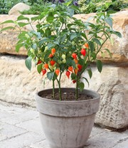 Mini Snack Chili 'rot'