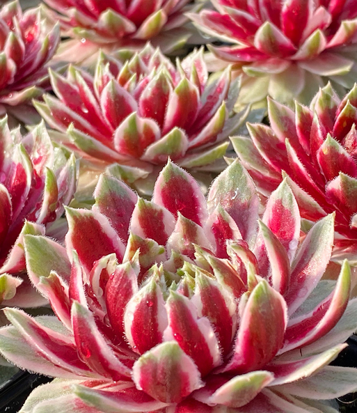 Sempervivum 'Lotus Blossom®'