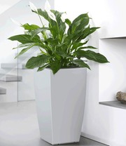 EMSA® CASA BRILLIANT Säule 57 cm hoch 'weiß'
