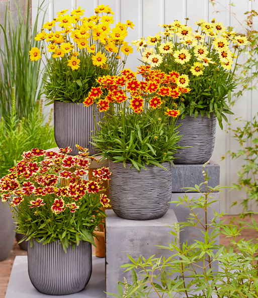 Coreopsis 'Solar® Mix'