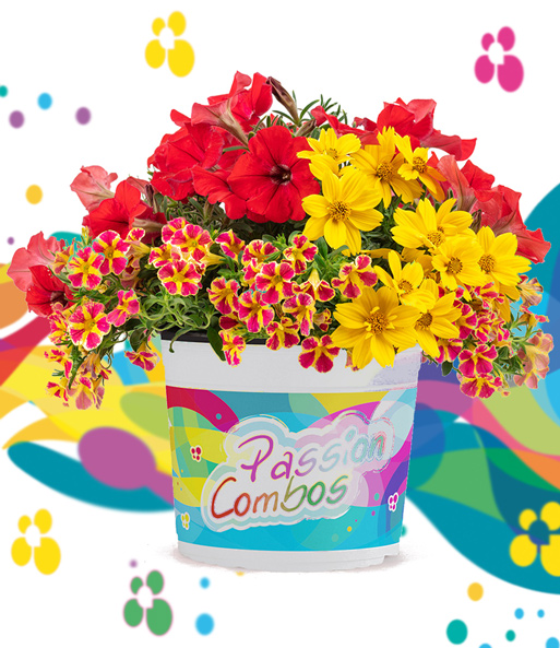 Sommerblumen-Mix 'Passion Combos Sunset'