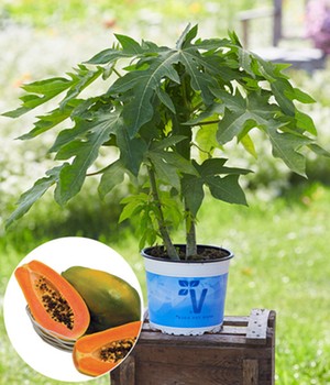 Papaya 'Sunnybees®'