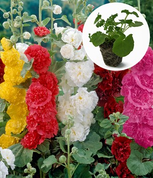 Stockrosen-Malven-Mischung