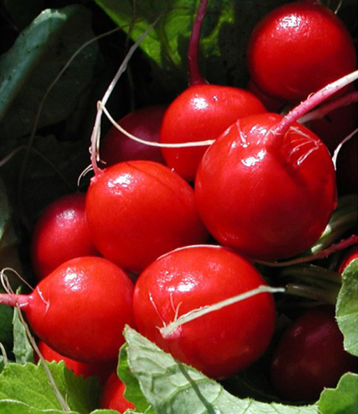 Hochbeet Saatgut-Box