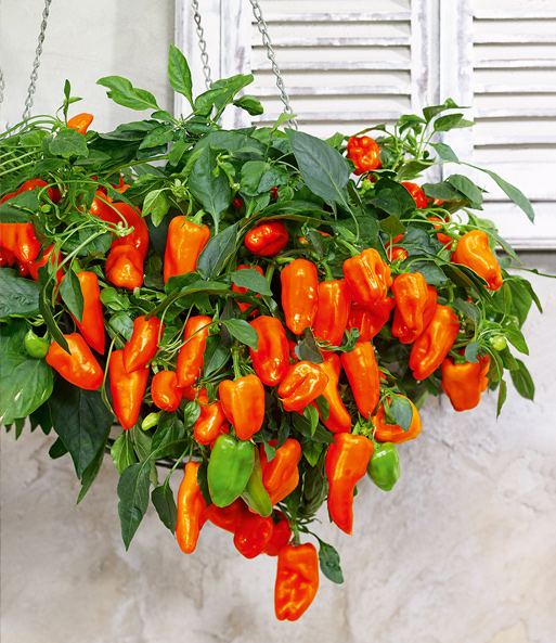 Die Paprika 'Peppers from Heaven' wurde in einer Hänge-Ampel gepflanzt und tragt viele orange-rote Früchte. 