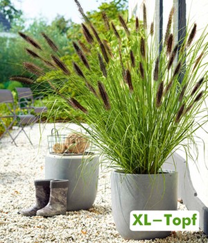 Schwarzes Lampenputzergras im 14 cm XL-Topf