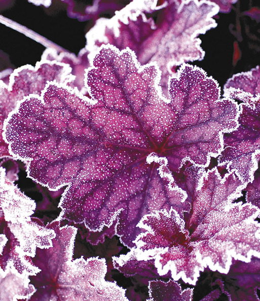 Heuchera 'Midnight Bayou'