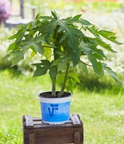 Papaya 'Sunnybees®'