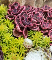 Sedum-Mix 'Dream on'