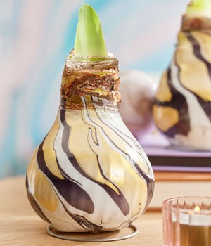 XL Wachs-Amaryllis 'Swirl'  black