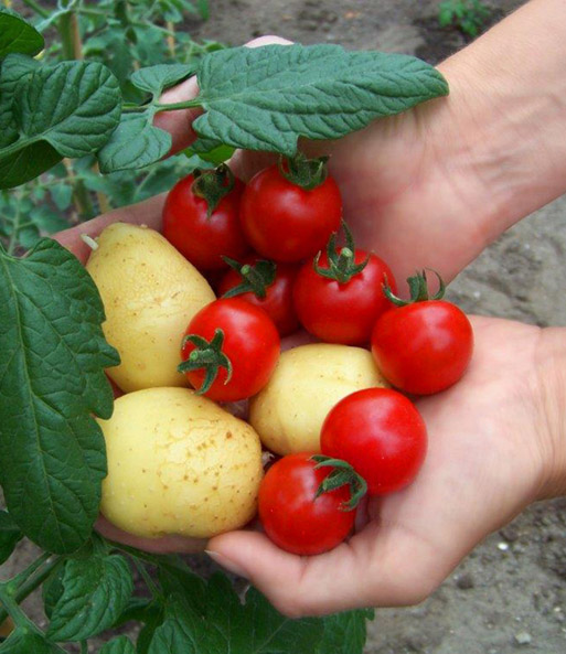 TomTato® & PotatoPot®