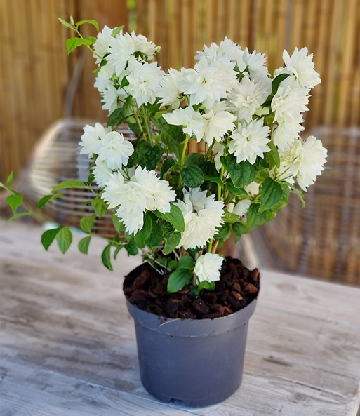 Der duftende Gartenjasmin 'Pearls of Perfume' steht blühend in einem Topf auf einem Terrassentisch.