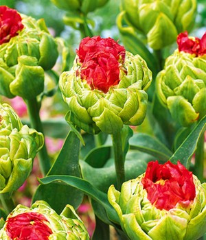 Tulpe 'Bulls Eye'