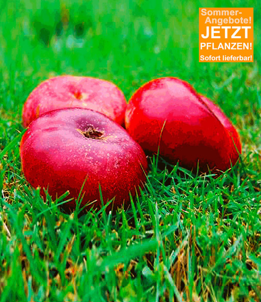 Teller-Nektarine 'Piattarina®'