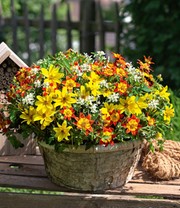 Sommerblumen-Mix 'Trixi® EuphorBee'