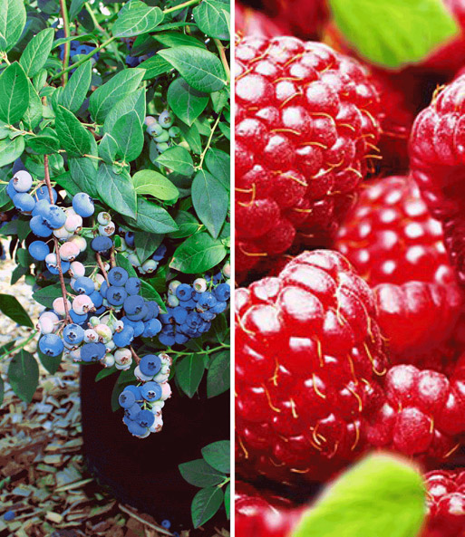 Duo Herbsternte Heidelbeere Aurora Obst A Z Bei Baldur Garten