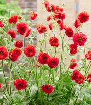Geum 'Firestarter®'