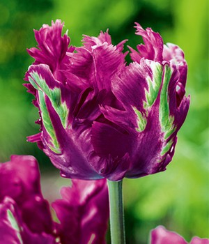 Papageien-Tulpe 'Parrot Negrita'