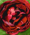Rose 'Noir de Malicorne®'