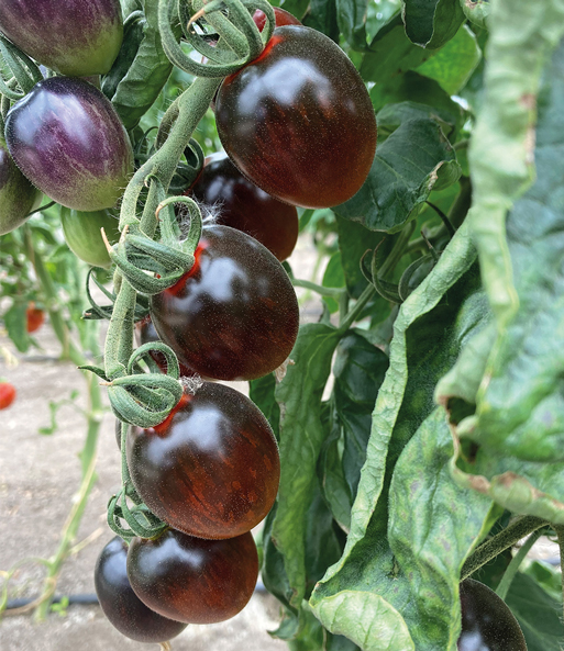 Cocktail-Tomaten-Kollektion