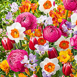 Blumenzwiebel - Kollektionen