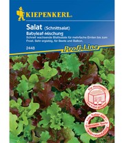 Salat 'Babyleaf-Mischung'