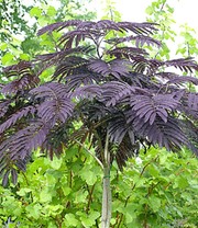 Albizia 'Summer Chocolate®'